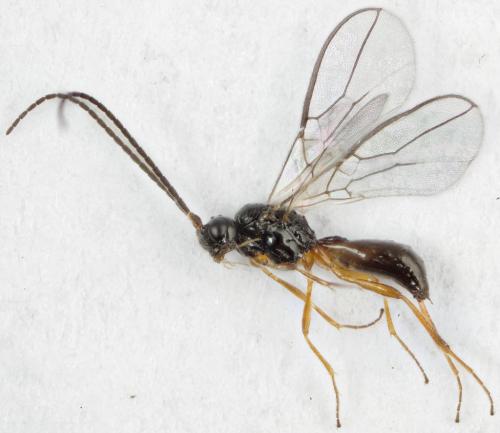 Dinotrema sp.